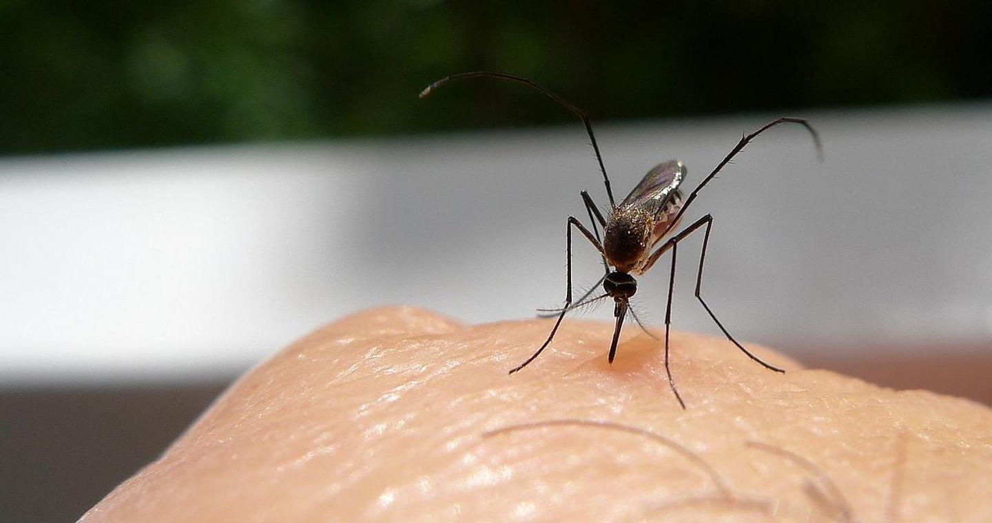 Αν έχετε κάνει αυτά τα δύο πράγματα, τότε είναι πολύ πιθανό να σας «φάνε» τα κουνούπια -Η νέα ανακάλυψη