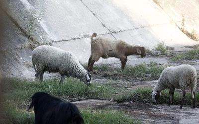 Εφιάλτης ευλογιάς: Συναγερμός! Νέα μέτρα για 263.000 νεκρά αιγοπρόβατα