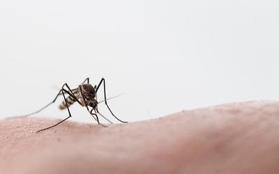 Νέος συναγερμός στην Ηλεία: Άνδρας στην εντατική με τον ιό του Δυτικού Νείλου