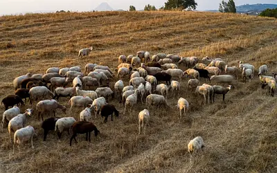 Ευλογιά αιγοπροβάτων: Οι κτηνοτρόφοι «αδειάζουν» την κυβέρνηση για τους εμβολιασμούς