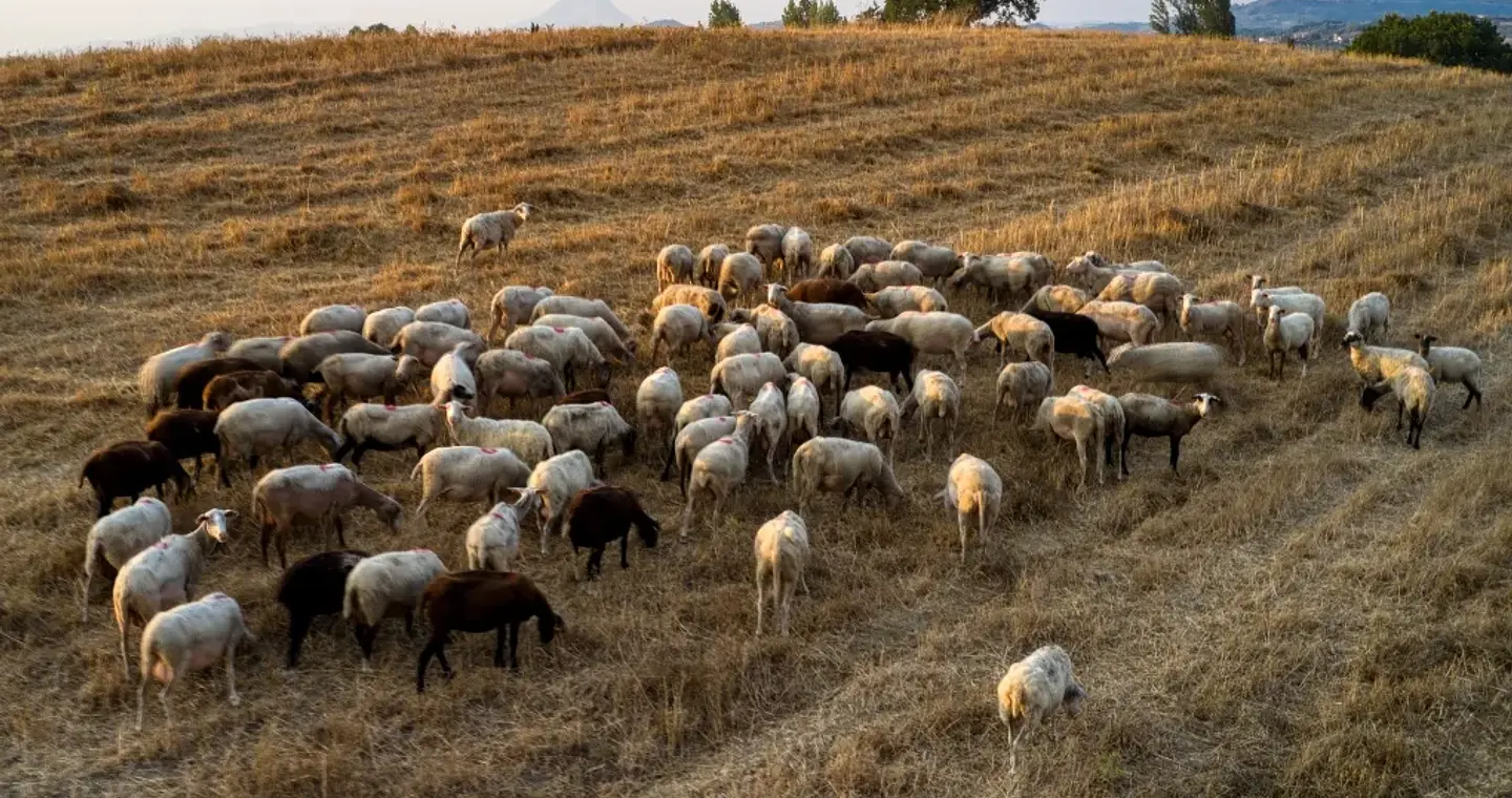 Μισό δισ. ΑΕΠ θάφτηκε μαζί με τα 300.000 ζώα!