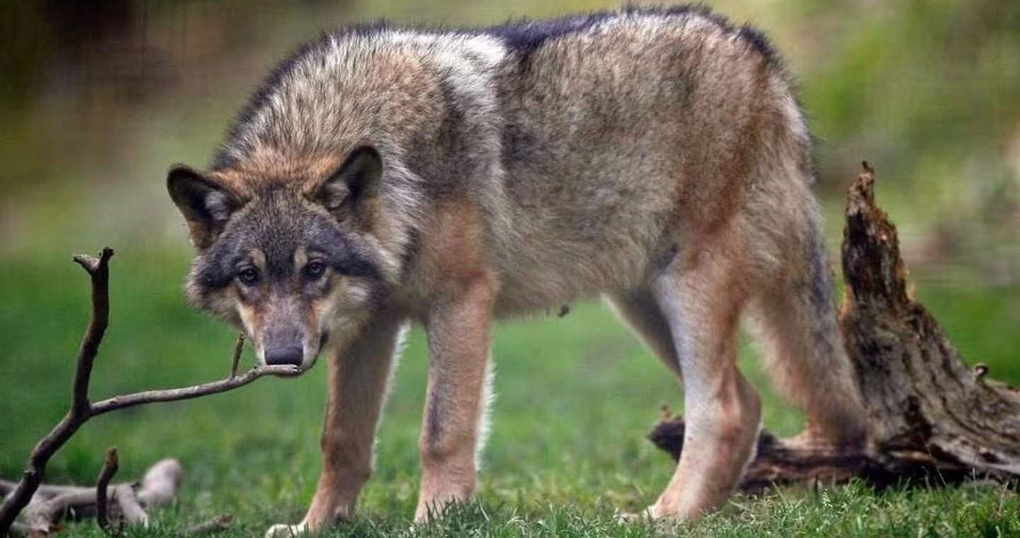 Χαλκιδική: Νέα εμφάνιση λύκου μετά την επίθεση σε 5χρονη – Ανησυχία στους κατοίκους