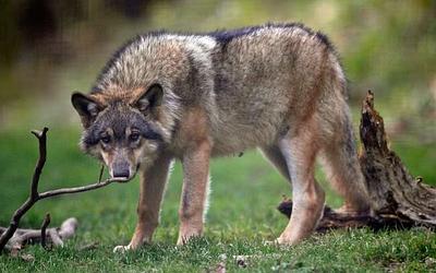 Χαλκιδική: Νέα εμφάνιση λύκου μετά την επίθεση στην 5χρονη