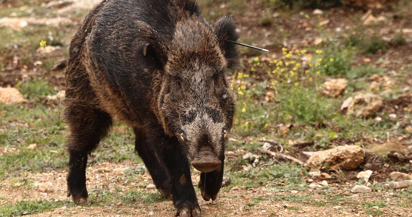 Χρυσοχώρι Γορτυνίας: 56χρονος νεκρός στο κυνήγι αγριογούρουνου – Πυροβολήθηκε από άλλο κυνηγό