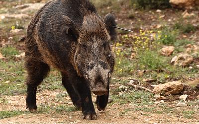 Κυνηγός αντιμέτωπος με κατηγορίες για ανθρωποκτονία εξ αμελείας