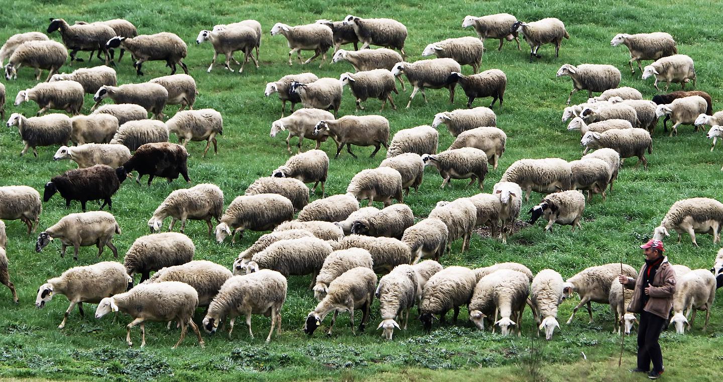 Ευλογιά αιγοπροβάτων: Εκρηξη κρουσμάτων σε μία εβδομάδα