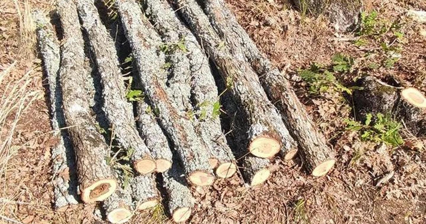 Βόλβη: 62χρονος είχε αποψιλώσει ολόκληρη πλαγιά – Η εμπλοκή του σε θανάσιμο τραυματισμό εργάτη