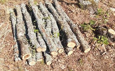 Βόλβη: Συνελήφθη 62χρονος για παράνομη υλοτομία – Είχε προκαλέσει θάνατο!