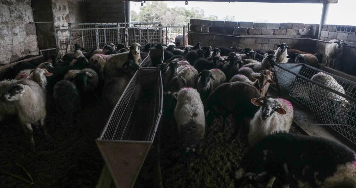 Σέρρες: Ανησυχία για την εξάπλωση της ευλογιάς. Ξεπέρασαν τα 40 τα κρούσματα – Θα θανατωθούν περισσότερα από 9700 ζώα