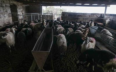 Σέρρες: Συναγερμός για την ευλογιά – Δεκάδες κρούσματα και χιλιάδες θάνατοι ζώων