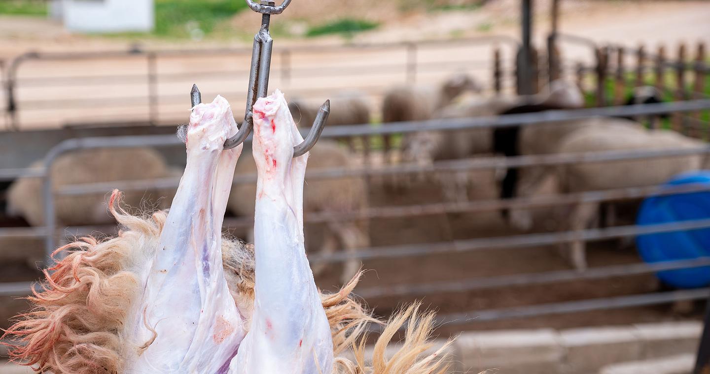 Θεσσαλονίκη: 51χρονος έσφαξε αρνί στο Σέιχ Σου