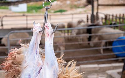 Σέιχ Σου: 51χρονος κατηγορείται για βασανισμό και θανάτωση αρνιού σε δάσος