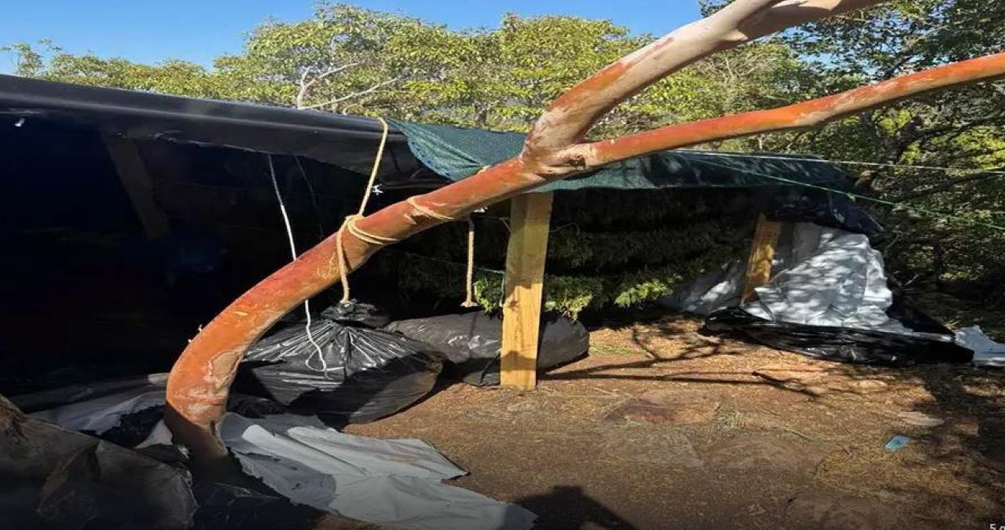 Εξαρθρώθηκε εγκληματική οργάνωση διακίνησης ναρκωτικών - Κατασχέθηκε ένας τόνος κάνναβης