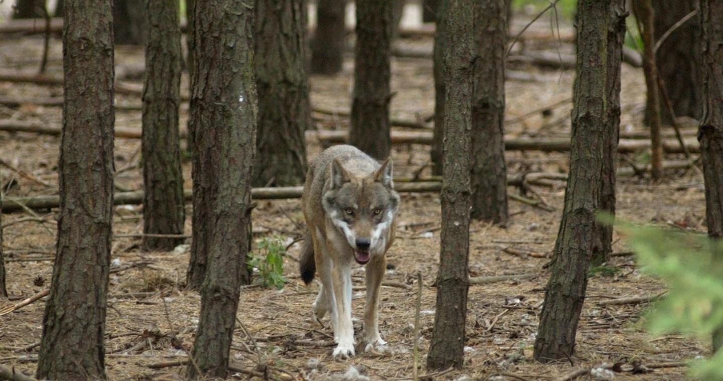 Επιχείρηση σύλληψης του λύκου στη Χαλκιδική – «Περισσότερες οι πιθανότητες για παγίδευση, παρά για θήρευση»