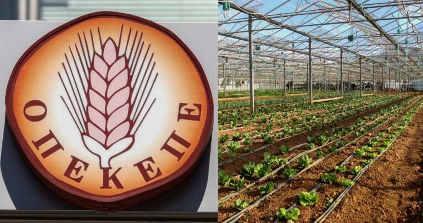 Αγώνας δρόμου για να πληρωθούν οι αγρότες από τον ΟΠΕΚΕΠΕ – Προβλήματα και χρονοδιάγραμμα – Τι γίνεται με τα αγροτεμάχια χωρίς ΑΤΑΚ