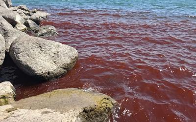 Θάλασσα της Γαλιλαίας: Γιατί βάφτηκε "κόκκινη" και αν πρέπει να ανησυχούμε!