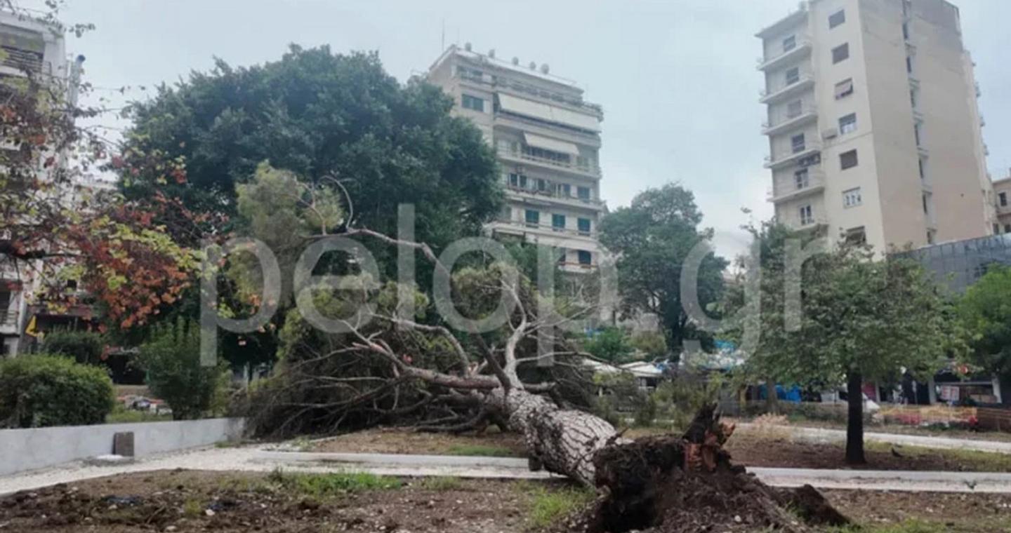 Τρόμος στην Πλατεία Όλγας στην Πάτρα: Δέντρο 15 μέτρων έπεσε ξαφνικά σε κεντρική πλατεία