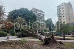 Πάτρα: Αναστάτωση στην πλατεία Όλγας – Έπεσε δέντρο 15 μέτρων!