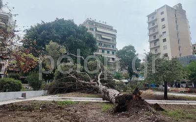 Πάτρα: Αναστάτωση στην πλατεία Όλγας – Έπεσε δέντρο 15 μέτρων!