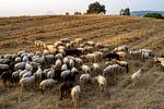 Αγωνία για lockdown στα αιγοπρόβατα: Τι εξετάζει το Υπουργείο Αγροτικής Ανάπτυξης