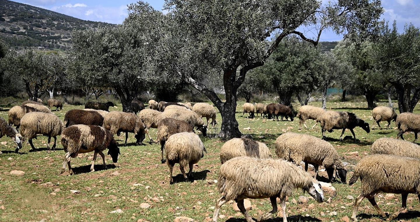 Ενισχύονται οι έλεγχοι και τα μέτρα για την ευλογιά των αιγοπροβάτων – Τα μέτρα που αποφάσισε η κυβέρνηση