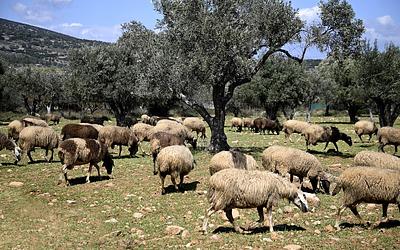 Έλεγχοι για την ευλογιά αιγοπροβάτων: Αυστηρές ποινές στους παραβάτες!