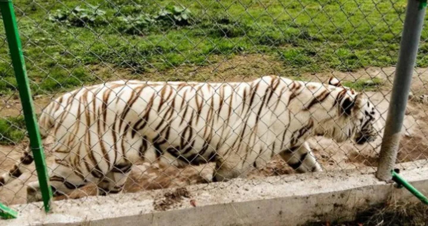 Τραγικό φινάλε στο Μεξικό: Νεκρή η τίγρη Βεγγάλης που διέφυγε από ζωολογικό κήπο μετά τις φονικές πλημμύρες