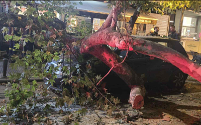 Θεσσαλονίκη: Δέντρο «κατάπιε» αυτοκίνητο στην Άνω Τούμπα!