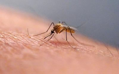 Κουνούπια στην Ισλανδία: Η κλιματική αλλαγή φέρνει νέα δεδομένα
