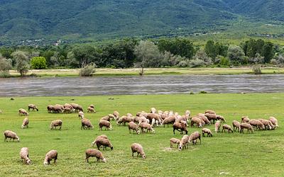 Σκάνδαλο στον ΟΠΕΚΕΠΕ: Κύκλωμα «άρπαζε» εκατομμύρια από επιδοτήσεις βοσκοτόπων!