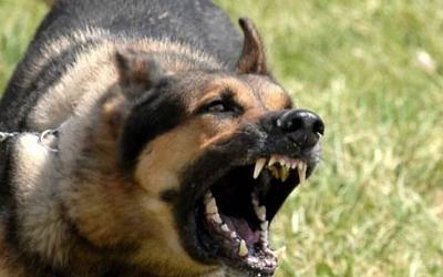 Θεσσαλονίκη: 14χρονη έντρομη από επίθεση αδέσποτων – "Φοβόμαστε να περπατήσουμε"