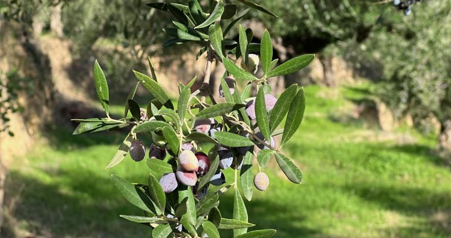 Μεσσηνία: Μειωμένη άνω του 50% αναμένεται η φετινή ελαιοπαραγωγή -Κλιματική κρίση και εγκατάλειψη χτυπούν την ελιά (ηχητικό)