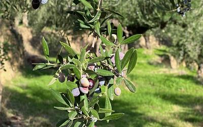 Μεσσηνία: Κατακόρυφη πτώση στην παραγωγή ελαιολάδου – Οι εκτιμήσεις