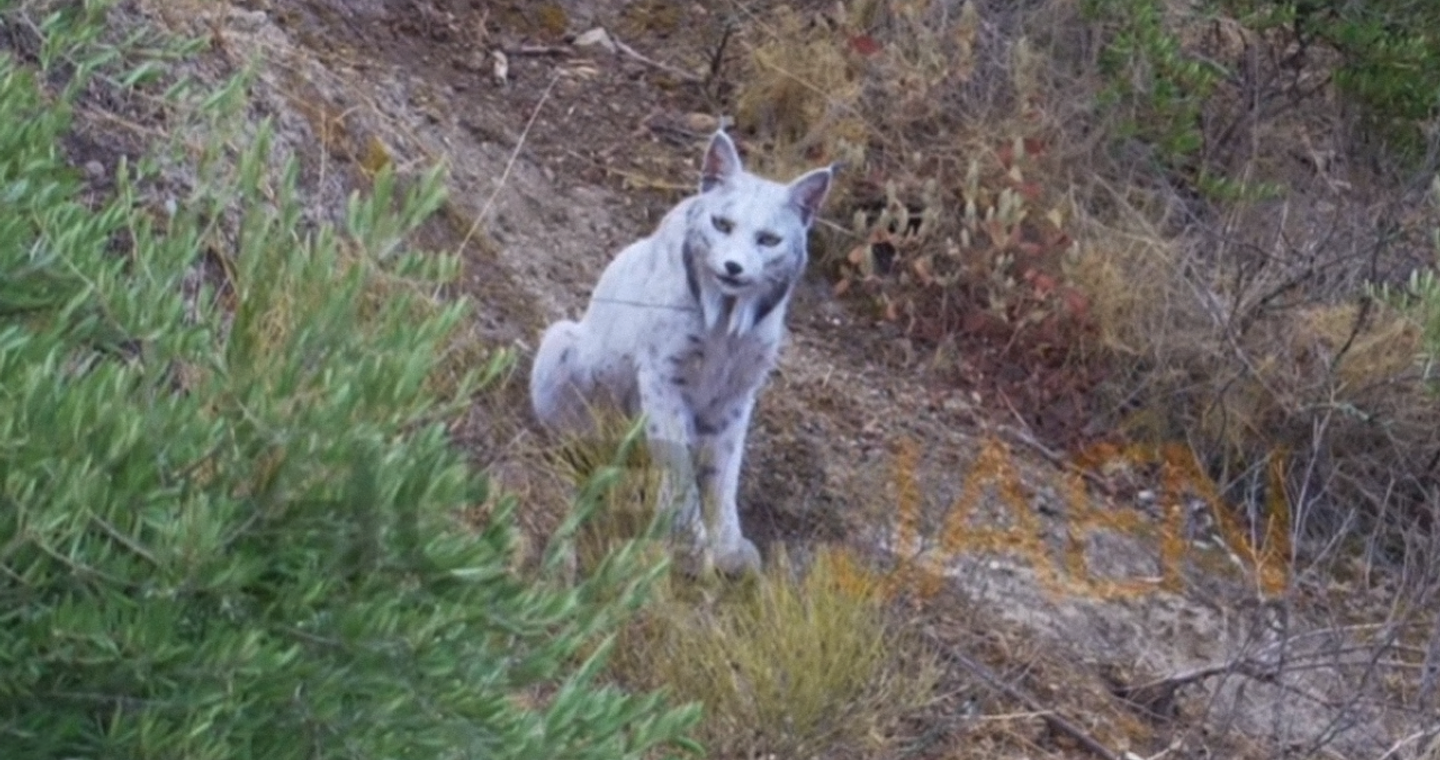 Για πρώτη φορά λευκός ιβηρικός λύγκας (με λευκισμό) καταγράφηκε σε κάμερα - Βίντεο