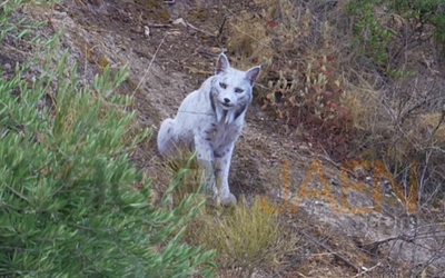 Ισπανία: Εντοπίστηκε σπάνιος λευκός ιβηρικός λύγκας - Το "Λευκό φάντασμα"