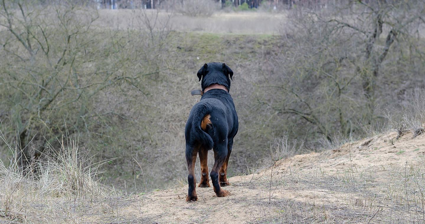 Καλαμάτα: Σε κρίσιμη κατάσταση ο 76χρονος μετά την επίθεση από ροτβάιλερ