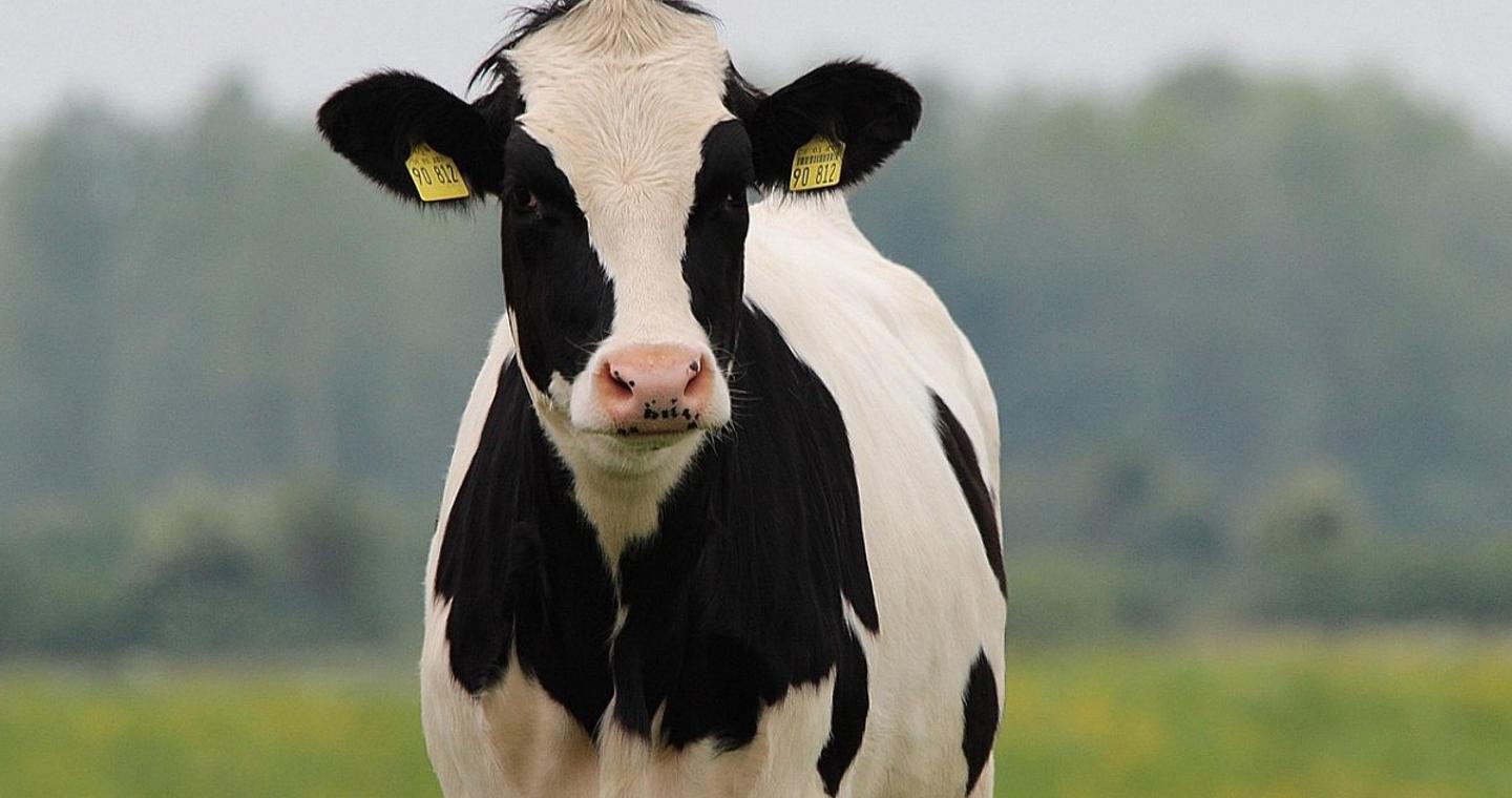 Περίπου 3.000 αγελάδες εγκλωβισμένες σε πλοίο ανοιχτά της Τουρκίας – Πέθαναν ήδη 48