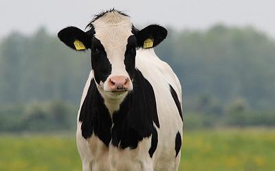 Θρίλερ στην Τουρκία: Χιλιάδες αγελάδες εγκλωβισμένες σε πλοίο για εβδομάδες!