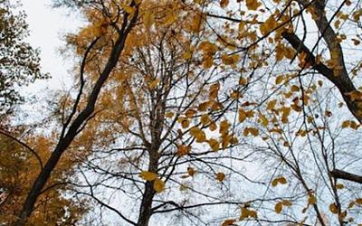 Ανοιξιάτικος καιρός Νοέμβρη: Όλα όσα πρέπει να ξέρετε για το Σαββατοκύριακο