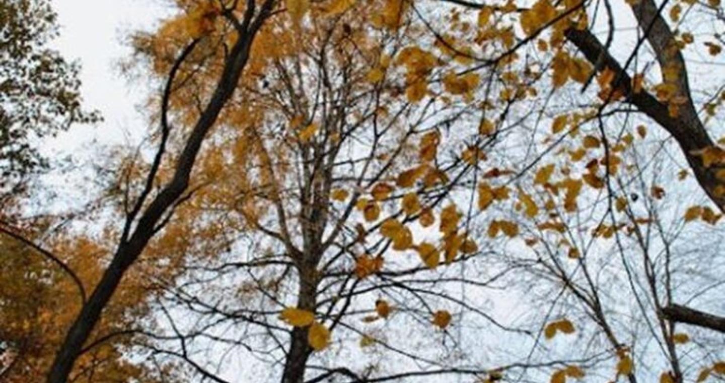 Καιρός: Άνοιξη το Σαββατοκύριακο – Πότε ξεκινάει νέος γύρος βροχοπτώσεων