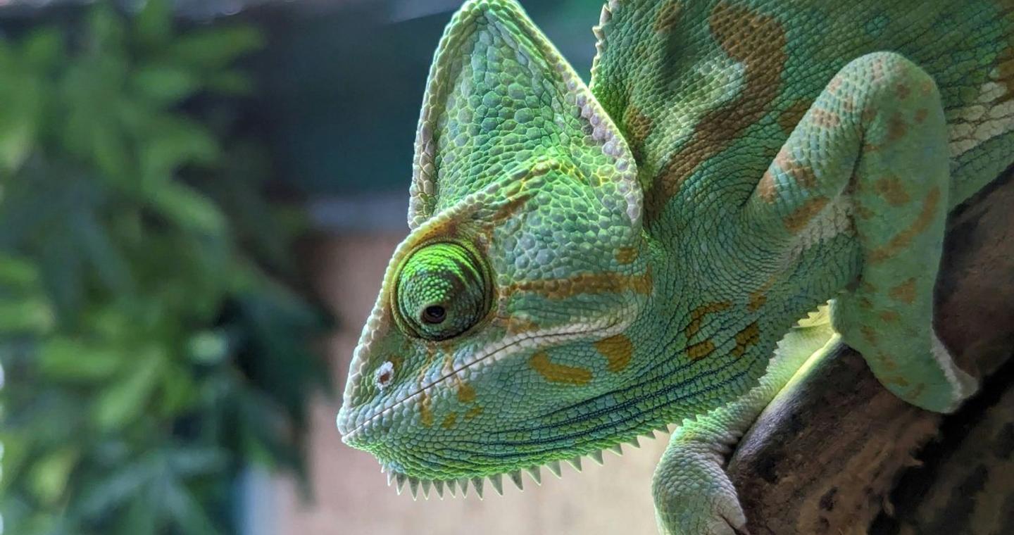 Τα μάτια του χαμαιλέοντα διαψεύδουν τον Νεύτωνα και τον Αριστοτέλη