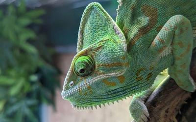 Το μυστήριο των ματιών του χαμαιλέοντα λύθηκε μετά από αιώνες!