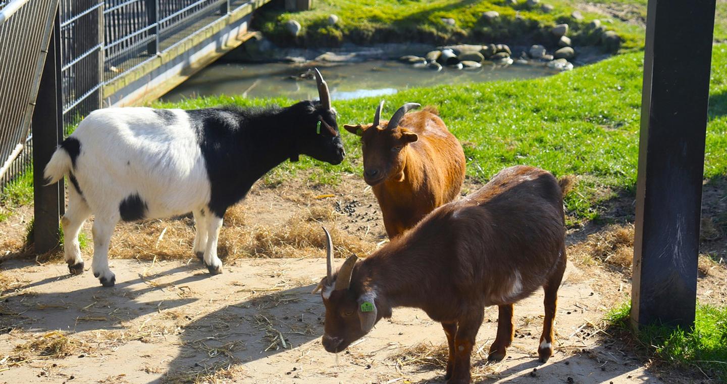 Μαζική μόλυνση σε φάρμα ζώων – Επικίνδυνο παράσιτο προσέβαλε παιδιά και ενήλικες