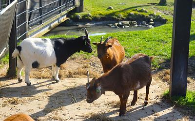 Πρόστιμο σε ζωολογικό πάρκο: Εκατοντάδες παιδιά νόσησαν από επικίνδυνο παράσιτο!