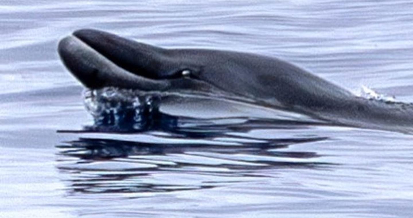 Επιστήμονες εντόπισαν σπάνιο θαλάσσιο πλάσμα που δεν είχε ξαναδεί ποτε κανείς ζωντανό