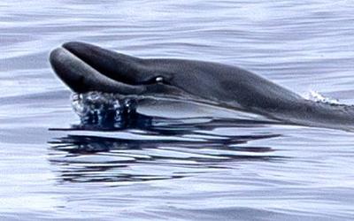 Εντοπίστηκε για πρώτη φορά φάλαινα-«φάντασμα»!