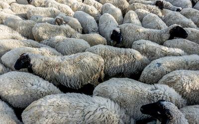 Ευλογιά προβάτων: Νέα μέτρα και αποζημιώσεις για τους κτηνοτρόφους