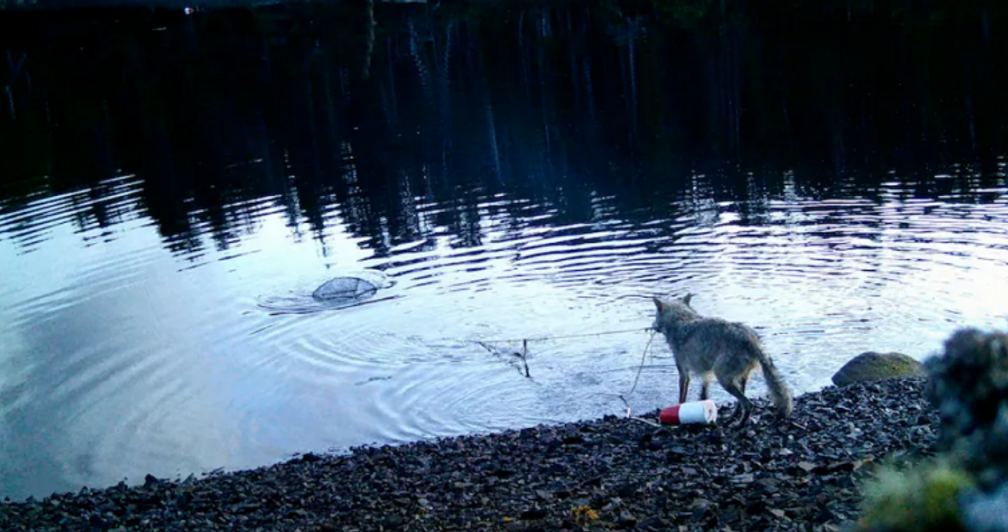 Λύκαινα ανέσυρε από τον βυθό παγίδα για κάβουρες, εκπλήσσοντας τους επιστήμονες