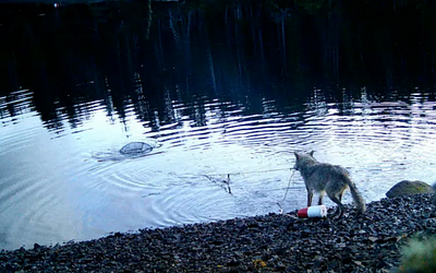 Έξυπνη λύκαινα στον Καναδά: Ανασύρει παγίδες καβουριών για δόλωμα!