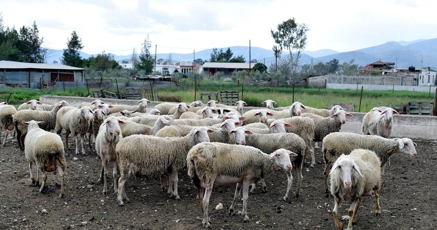 Έκτακτο επίδομα στους κτηνοτρόφους έως 70 ευρώ για κάθε ζώο που θανατώθηκε λόγω ευλογιάς - Τέλη Δεκεμβρίου η καταβολή του